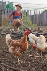 Chicken farm