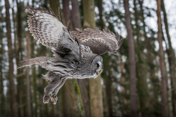 Czechia, Great grey owl, Strix nebulosa in forest