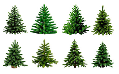 Obraz premium Fir tree collection. Isolated design element on the transparent background.
