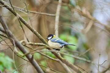 Great tit on branches in a bush. Bird species with black head and breast. Finch species