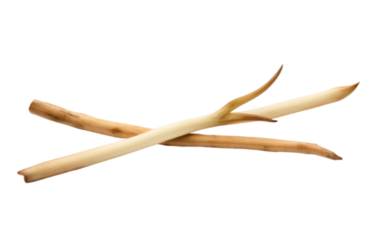 Symphony of Branches on a White or Clear Surface PNG Transparent Background..