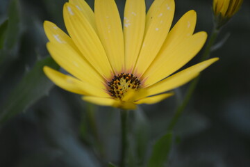 Eine einzelne gelbe Blume im Detail