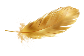 Gold feather isolated on transparent background