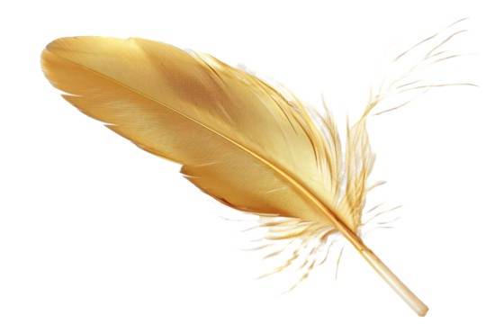 Gold feather isolated on transparent background