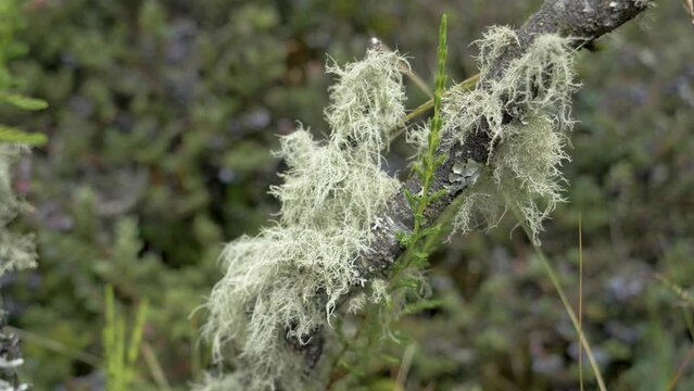 Static Narrow focal length of exotic plants in los paramos de el pedregal, mejia canton, province of pichincha, ecuador