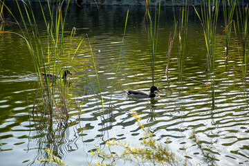 Ducklings on the urban lake