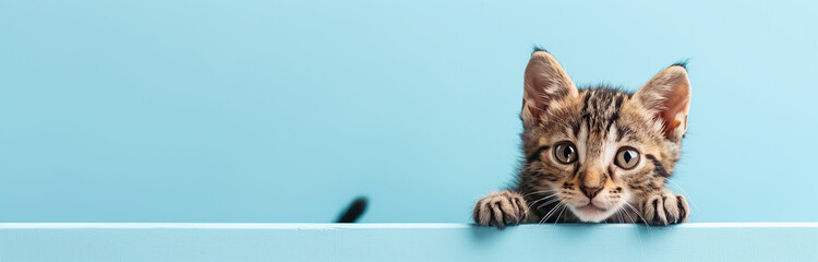 Photo, little kitten peeking out on light monochrome background, concept for veterinary, animal...