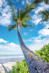 Île tropicale .
