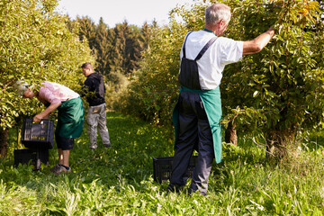 Organic farmers harvesting williams pears