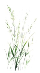 Meadow grass green agropyron plant art.