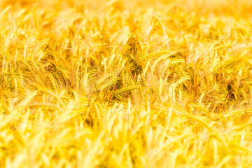 Field of wheat