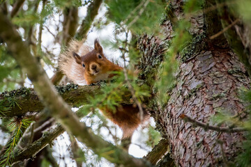 Scotland, red squirrel, Sciurus vulgaris