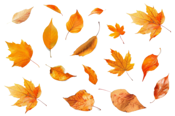 Golden autumn leaves isolated on transparent background