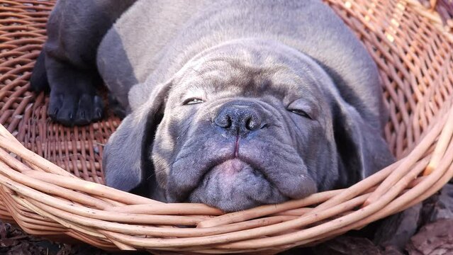 Cute gray Cane Corso puppy napping in a large wicker basket in the garden