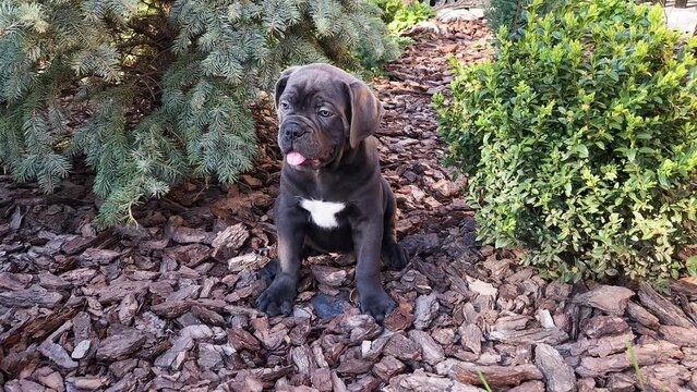 Cute gray Cane Corso puppy sits between a blue spruce and a boxwood bush in the garden