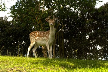 Young roebuck with fresh horns.