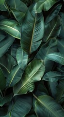 Lush Green Tropical Leaves Close Up