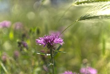 Purple meadow flowers in a natural meadow, only details sharp.