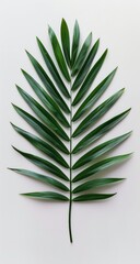 Single Green Palm Leaf Against White Background