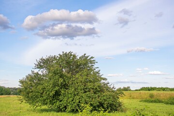tree in the field