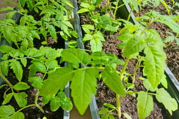 Young Tomato Seedlings Growing in Trays for Gardening and Urban Farming Projects