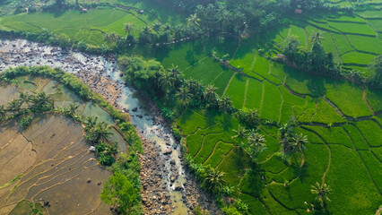 Aerial view of rice fields terrace. Drone view green rice fields plantation for agricultural concept. 