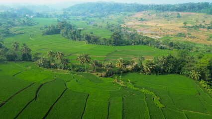 Fototapeta premium Aerial view of rice fields terrace. Drone view green rice fields plantation for agricultural concept. 