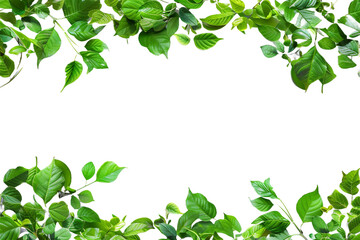 Fototapeta premium Green leaves heart frame isolated on transparent background