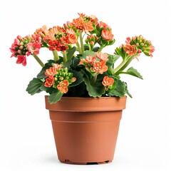 Vibrant orange kalanchoe flowers in a terracotta pot, perfect for home decor, indoor gardening, and gifting. Adds a touch of nature indoors.