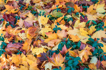 Pile of autumn leaves of maple on the ground