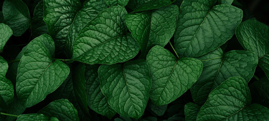 green leaf, dark nature background