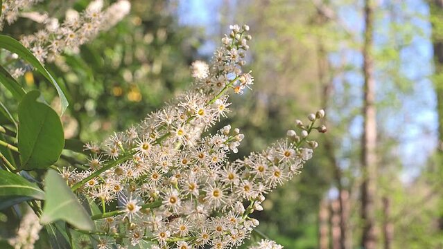White Cherry Laurel flowers or Common Laurel flowering plant. Prunus laurocerasus in bloom
