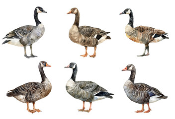 Watercolor goose set isolated on transparent background.