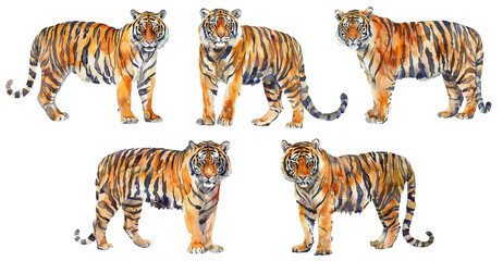 Watercolor tiger set isolated on transparent background