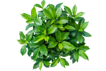 Fototapeta premium Green plant isolated on transparent background