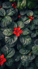 Fototapeta premium Single Red Flower Amidst Lush Green Foliage