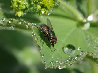 The common green bottle fly (Lucilia sericata), male resting on a dew covered lady's mantle leaf