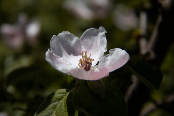 Obraz premium Malus Florentina blossom with five petals and white light in the beautiful nature of Kurdistan, Iran
