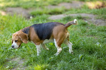 A beagle dog is walking in the grass with its tail raised up