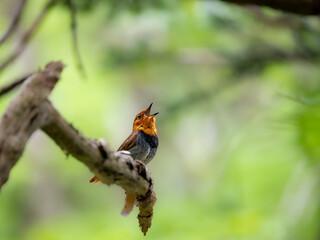 森の中で枝に留まってさえずっているコマドリの雄
