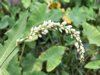 Photographs of food, rice, garlic and nature