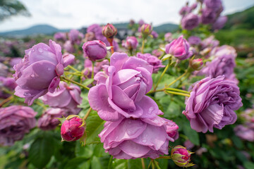 茨城フラワーパークの満開のバラ