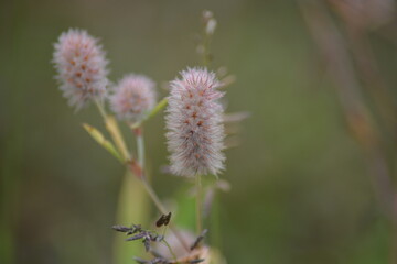 Makroaufnahme mit Schärfentiefe-Ein Moment der Ruhe in der Natur