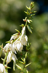 Blooming Yucca in Belgrade, Serbia