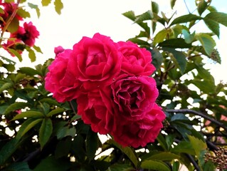 Blooming flowers of red roses on a light background