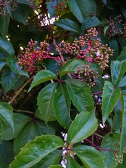 Green leaves of wild grapes and fruit ovaries