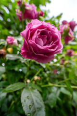 茨城フラワーパークの満開のバラ