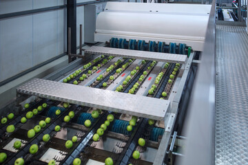 Green apples in factory being sorted