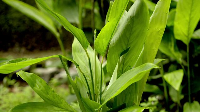 Araru or Arrowroot Plant (Maranta Arundinacea). A Tropical Plant Species Belonging to the Marantaceae Family in the Order Zingiberales