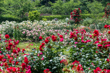 茨城フラワーパークの満開のバラ